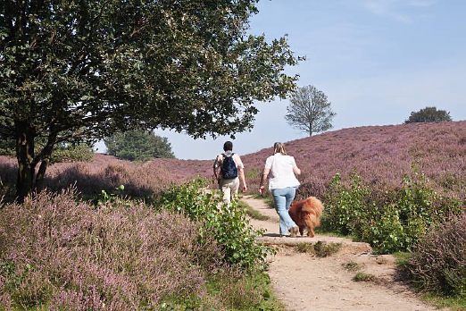 wandelen hond Veluwe