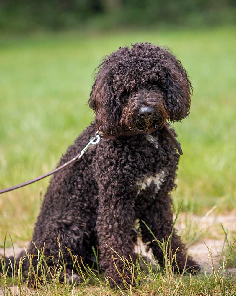 wandelen hond veluwe
