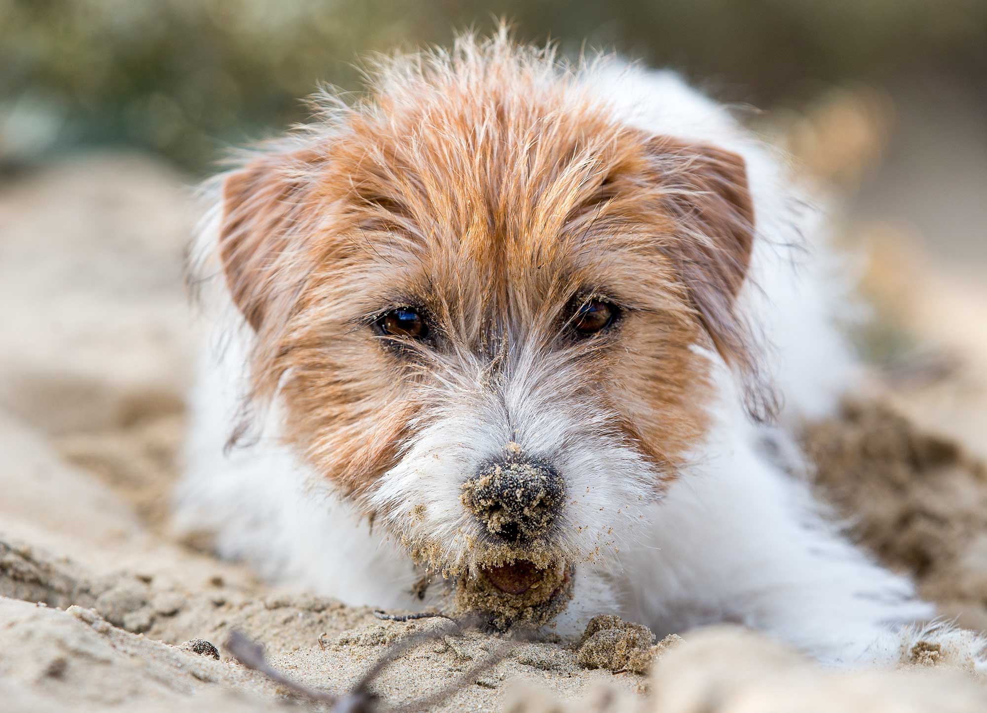 wandelen hond veluwe