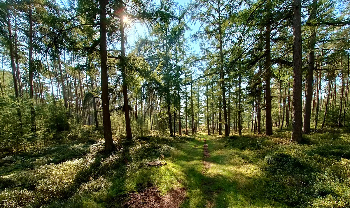 wandelen-op-de-veluwe---Zenzez-hotel