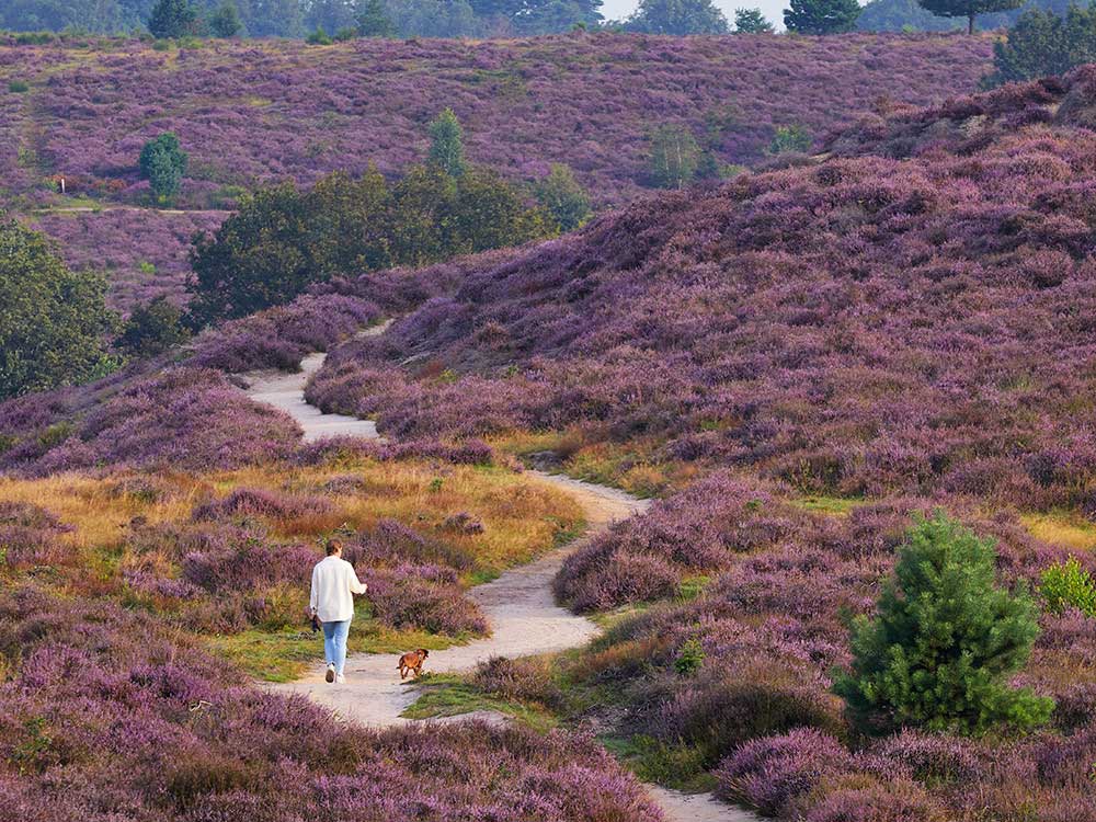 wandelen-op-de-veluwe---Zenzez-hotel
